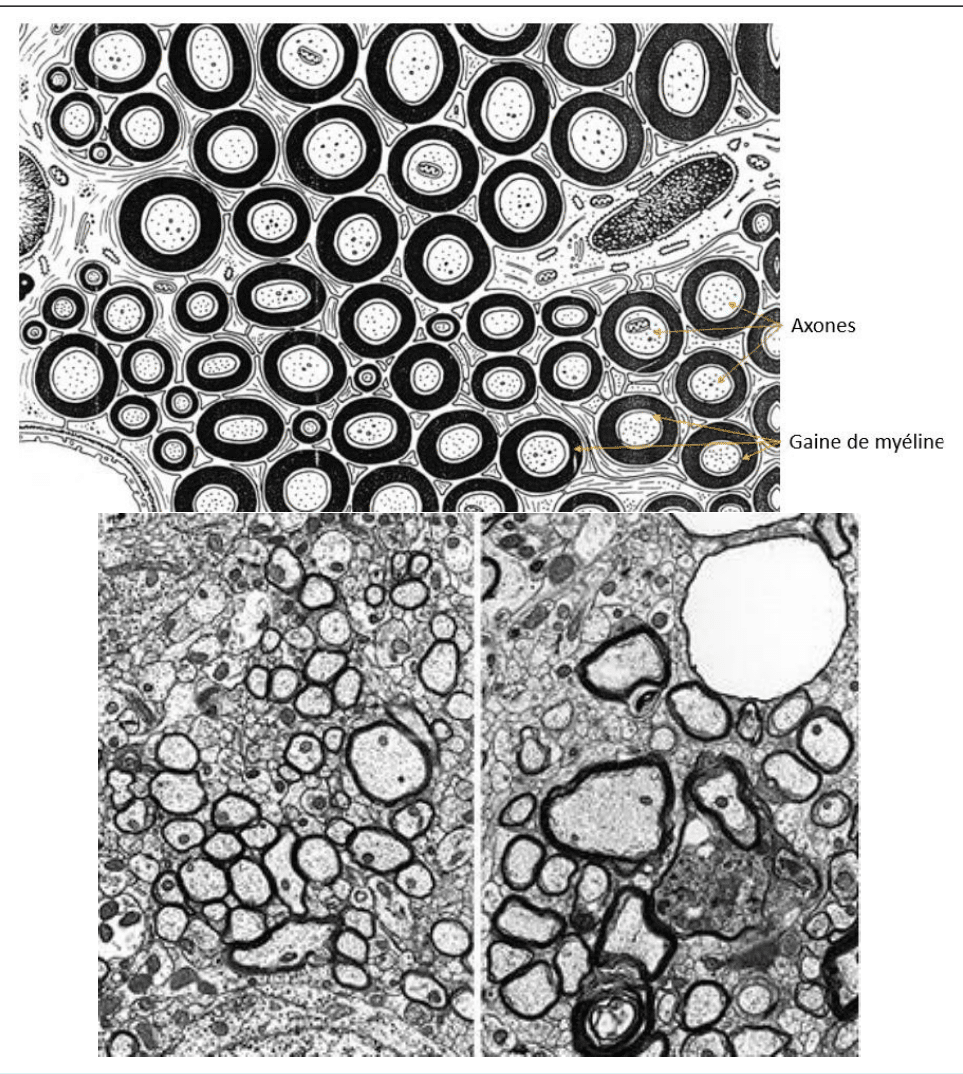 Fibres myélinisées en coupe transversale au microscope électronique