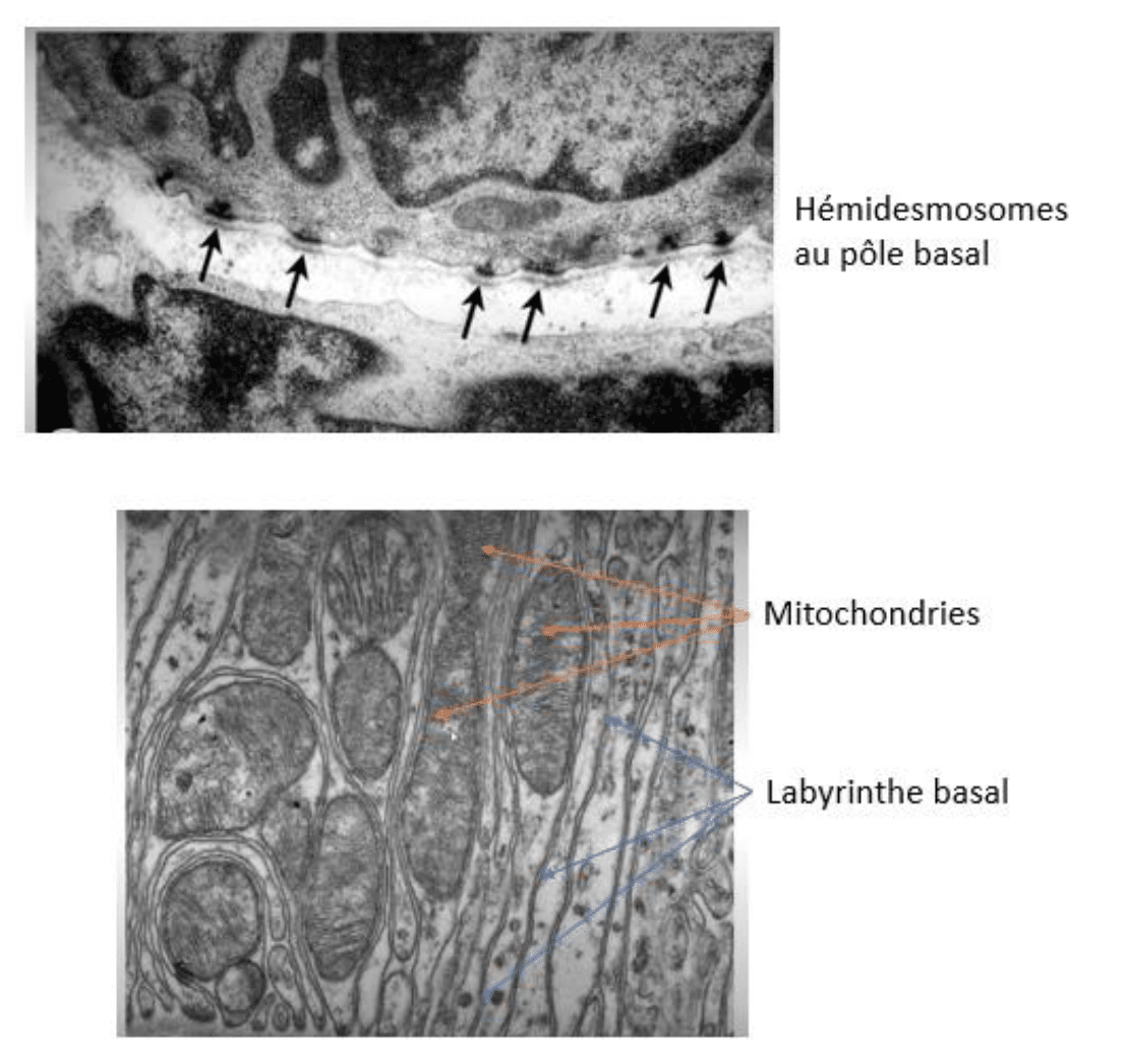 Hémidesmosomes et labyrinthe basal au pôle basal des cellules épithéliales