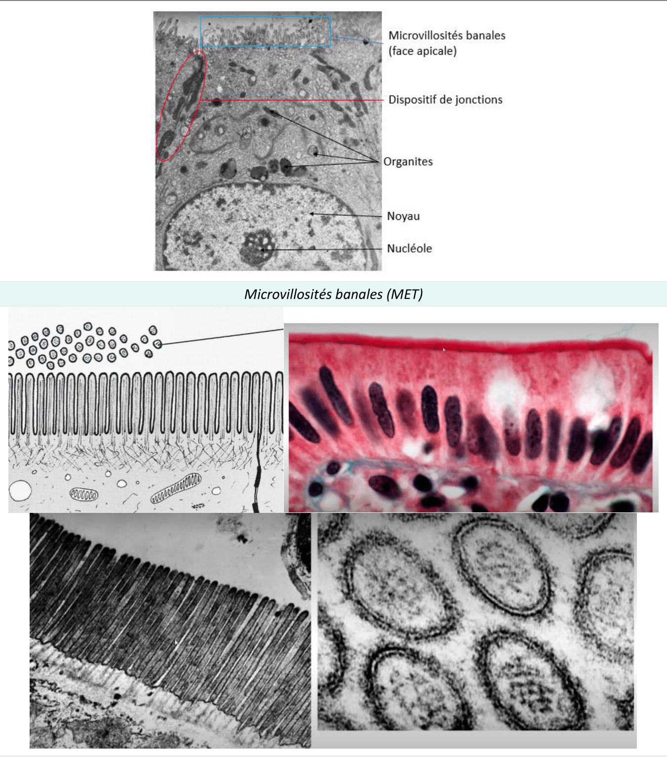 Microvillosités apicales formant un plateau strié au microscope électronique