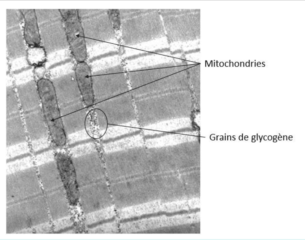 Mitochondries et grains de glycogène entre les myofibrilles au microscope électronique