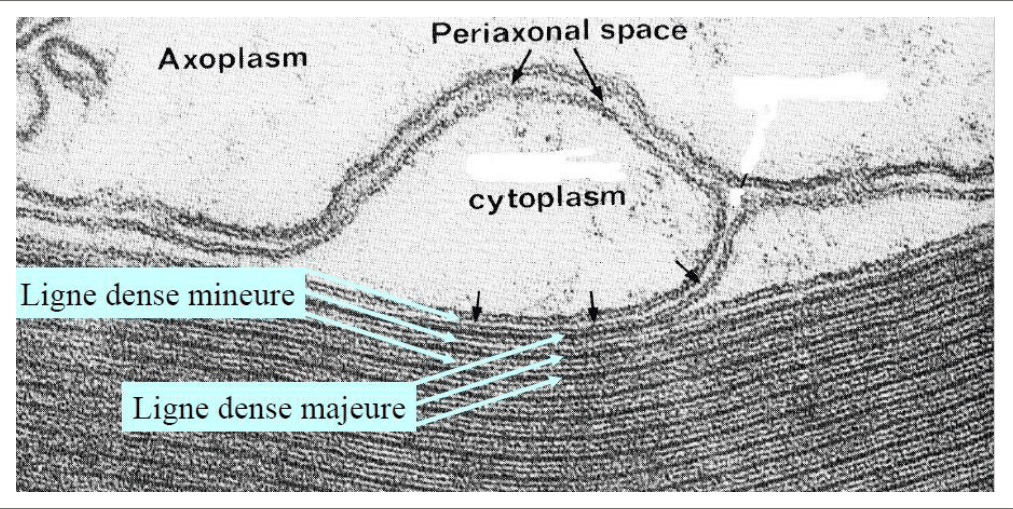 Myéline au microscope électronique avec ses lignes denses majeure et mineure