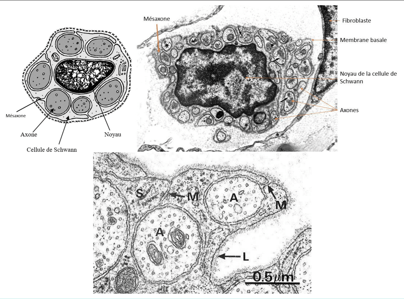 Cellule de Schwann entourant des axones dans un nerf, au microscope électronique