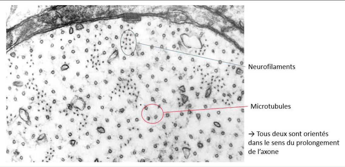 Neurofilaments et microtubules orientés le long de l'axone au microscope électronique