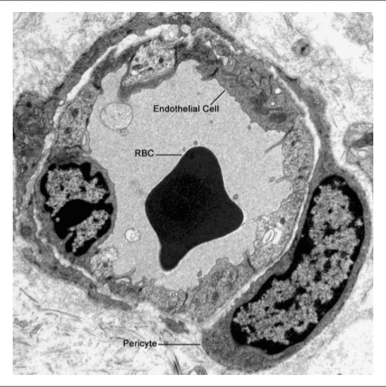 Péricyte accolé à un capillaire au microscope électronique