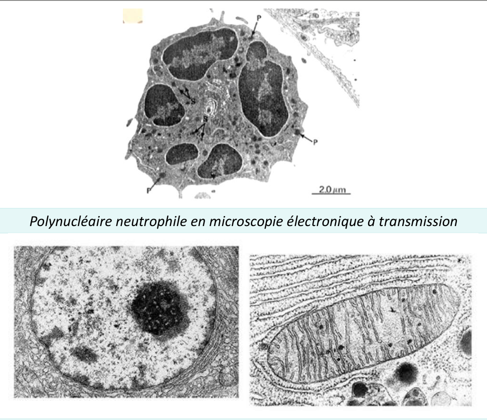 Polynucléaire neutrophile au microscope électronique à transmission
