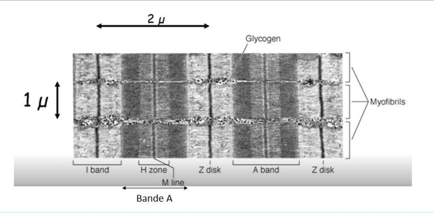 Sarcomère au microscope électronique avec ses bandes I et A, sa zone H et ses disques Z
