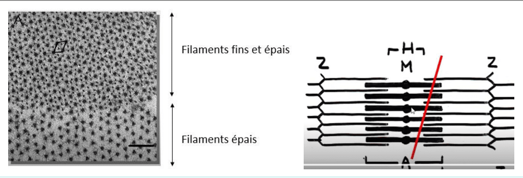 Filaments fins et épais du sarcomère, en microscopie électronique et schéma