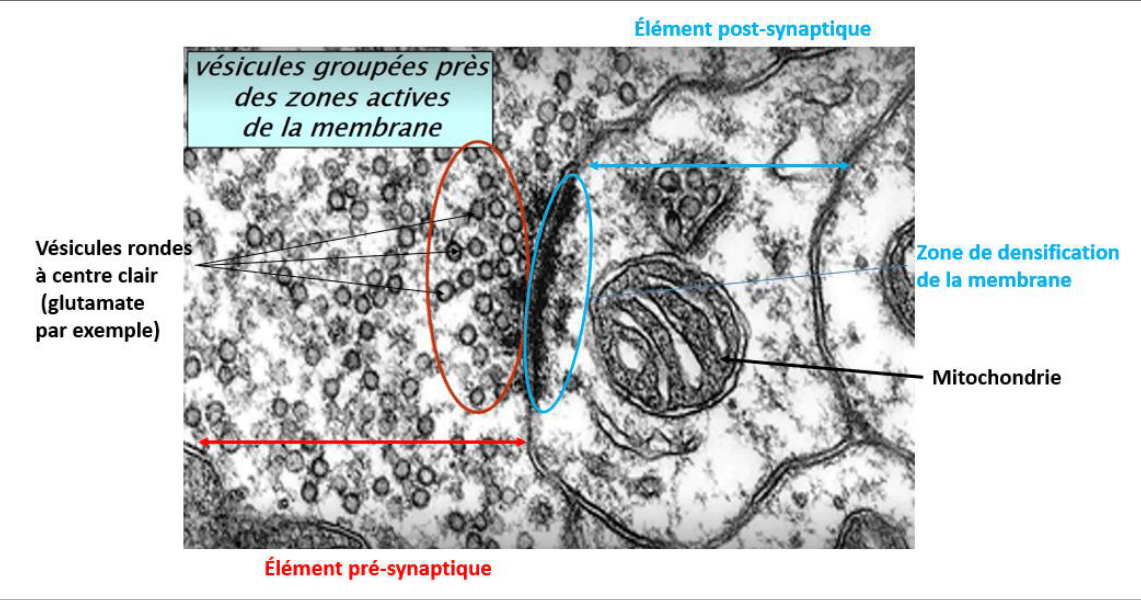 Synapse au microscope électronique avec ses vésicules groupées près de la zone active