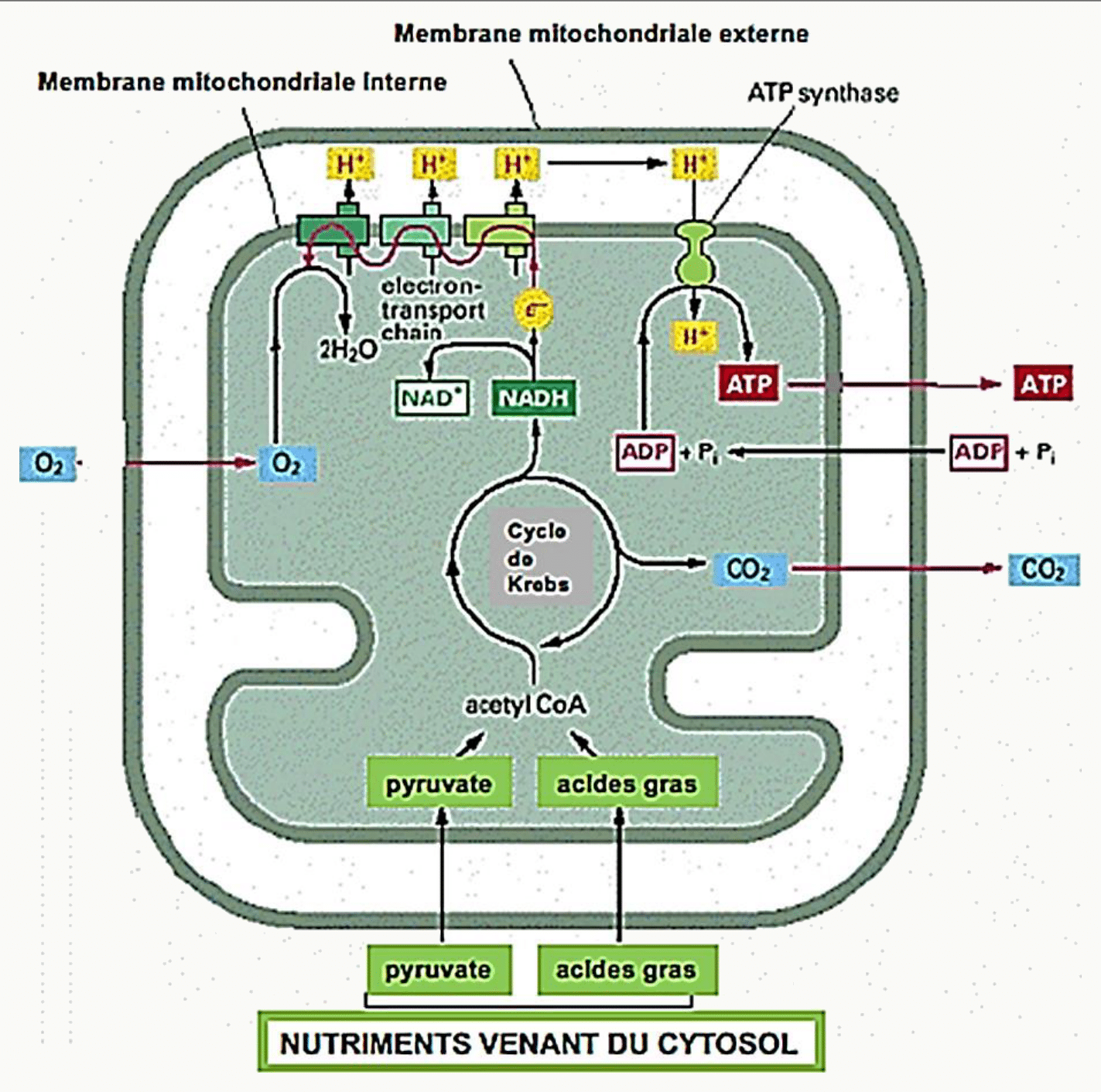 Métabolisme mitochondrial intégrant pyruvate, acides gras, cycle de Krebs et production d'ATP