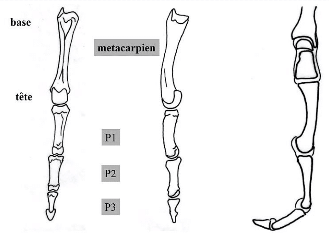 Métacarpien et phalanges avec leur base, leur corps et leur tête