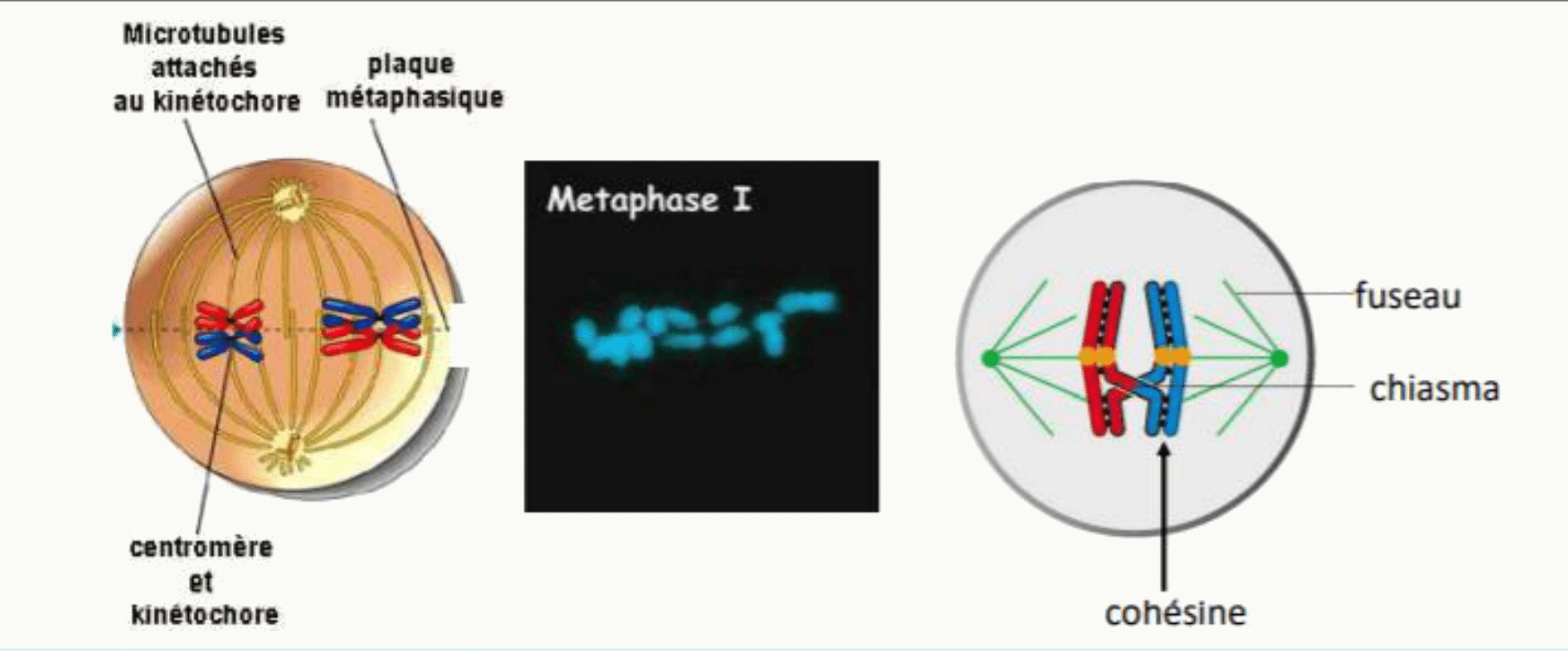Métaphase I : bivalents sur la plaque, cohésion des chromatides sœurs et chiasmas