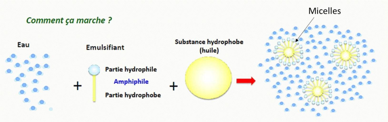 Formation de micelles par les sels biliaires autour des gouttelettes lipidiques
