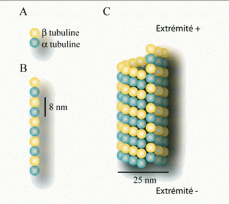 Microtubule formé de dimères d'alpha et bêta tubuline, protofilaments de 8 nm et diamètre de 25 nm