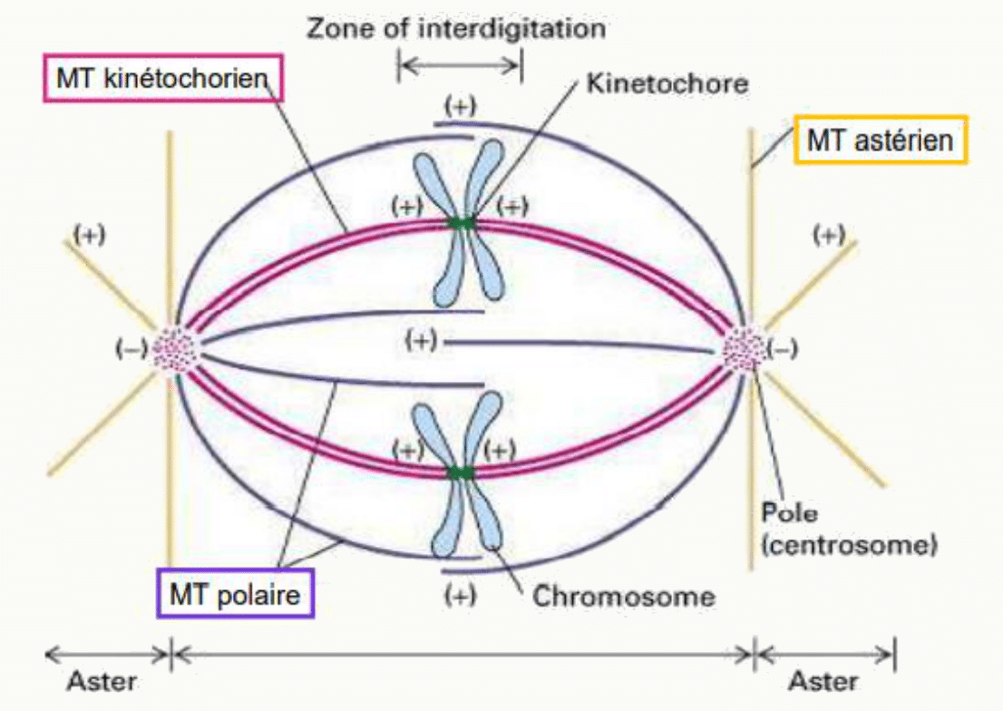 Les trois populations de microtubules du fuseau : kinétochoriens, polaires et astériens