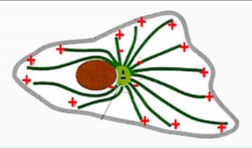 Microtubules rayonnant depuis le centrosome, extrémités moins au centre et extrémités plus en périphérie