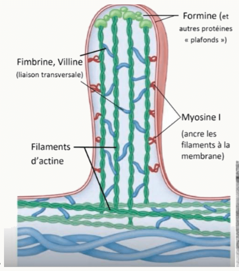 Microvillosité soutenue par un faisceau d'actine, avec fimbrine, villine, myosine I et formine