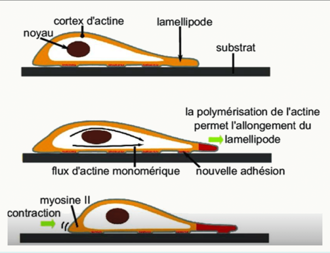 Migration cellulaire : émission d'un lamellipode par polymérisation d'actine, adhésion puis contraction par la myosine II
