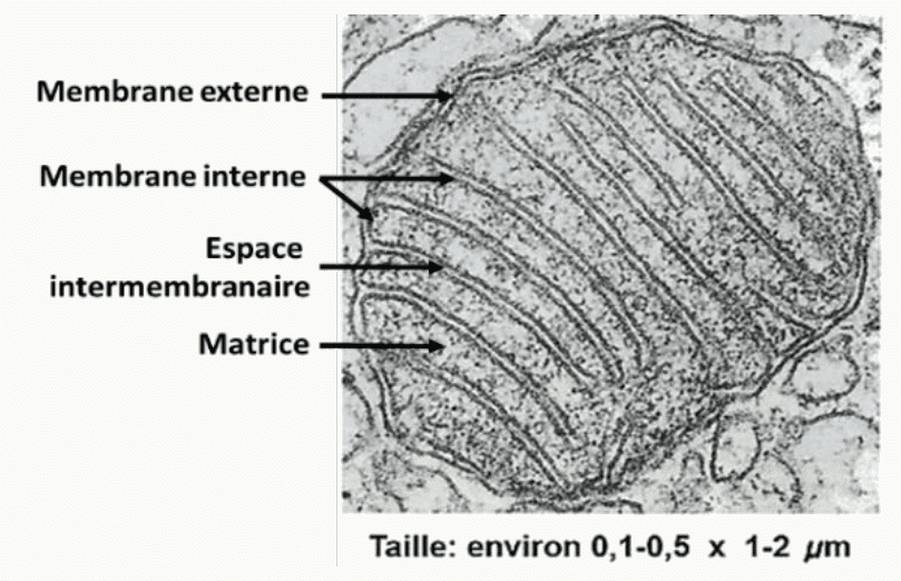 Mitochondrie au microscope électronique montrant ses crêtes, mesurant 0,1 à 0,5 sur 1 à 2 µm
