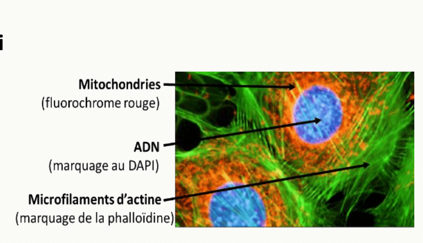 Mitochondries, ADN et microfilaments d'actine révélés par immunofluorescence dans une cellule