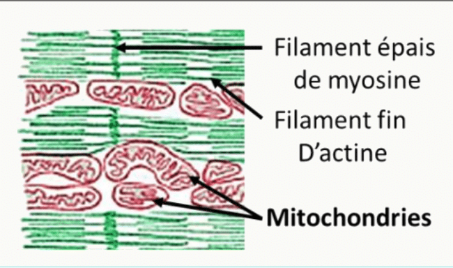 Mitochondries alignées entre les myofibrilles d'actine et de myosine du muscle strié