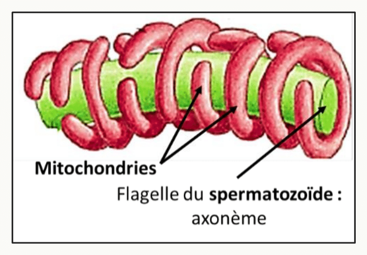 Mitochondries enroulées autour de l'axonème du flagelle du spermatozoïde