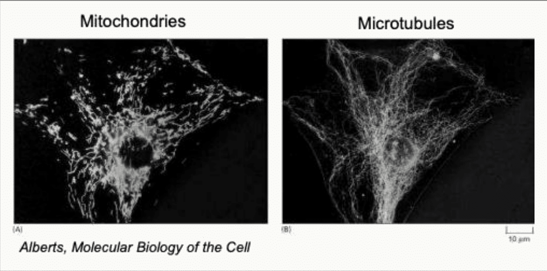 Réseau mitochondrial comparé au réseau de microtubules d'une même cellule