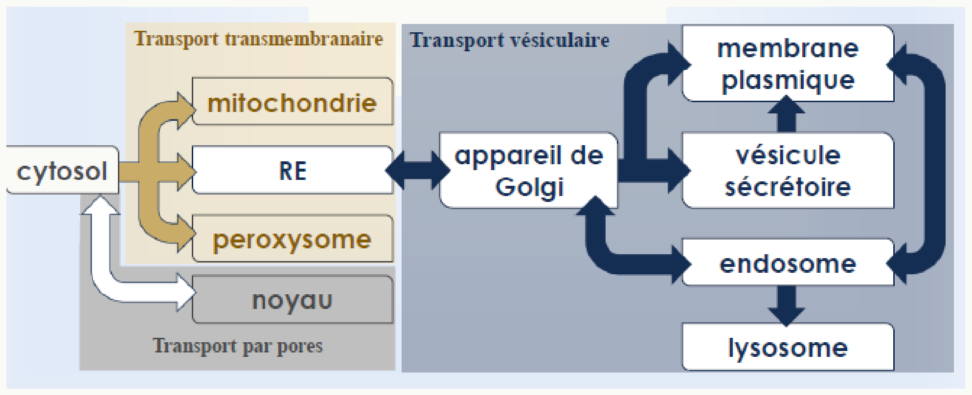 Trois modes de transport intracellulaire : transmembranaire, vésiculaire et par les pores nucléaires