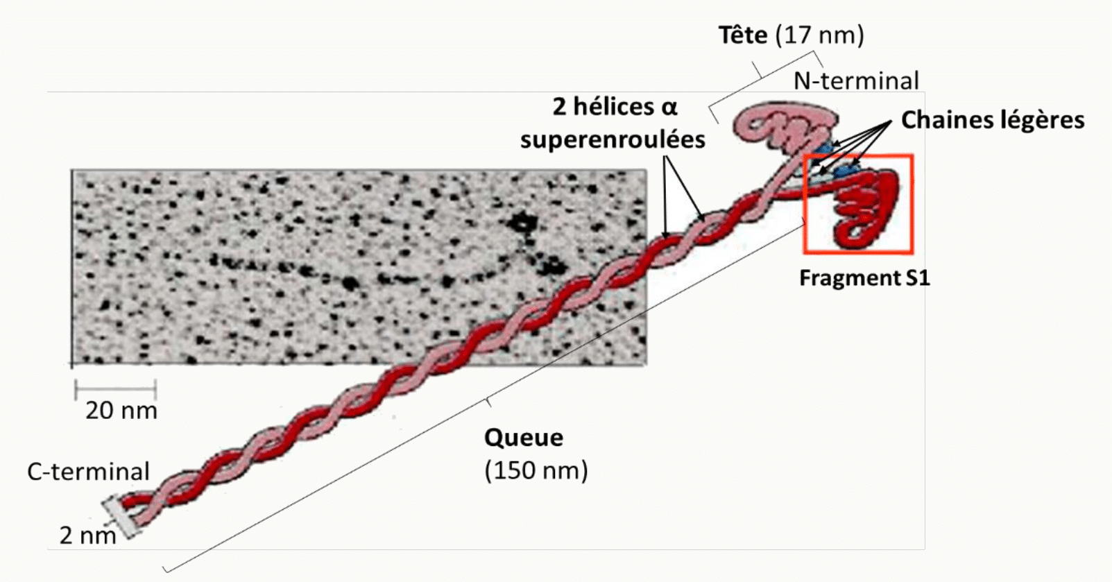 Molécule de myosine : tête, queue en superhélice, chaînes légères et fragment S1