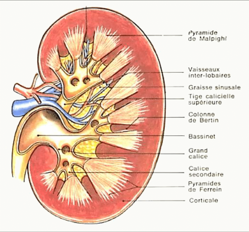 Morphologie interne du rein : cortex, pyramides de Malpighi, colonnes de Bertin et graisse sinusale