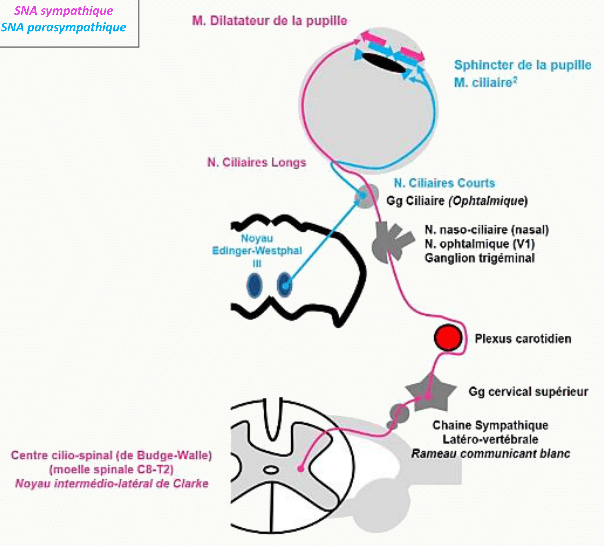 Motricité intrinsèque de l'œil : muscle dilatateur sympathique et sphincter parasympathique de la pupille