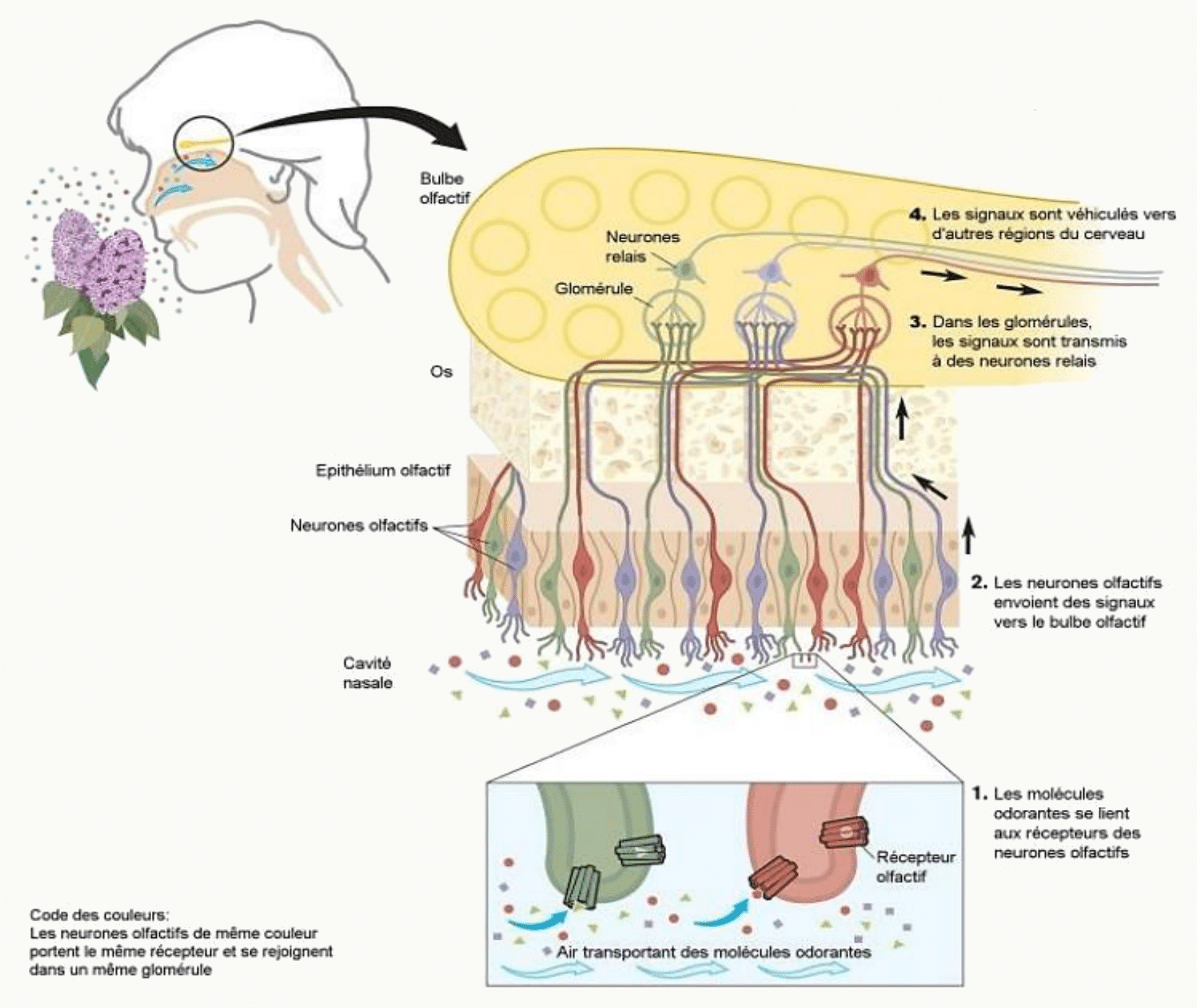 Muqueuse olfactive du toit de la cavité nasale et cellules réceptrices