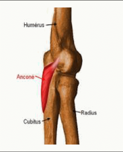 Muscle anconé à la face postérieure du coude