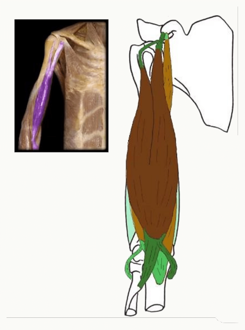 Muscle biceps brachial, ses deux chefs long et court et son tendon distal