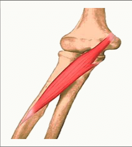 Muscle brachial situé sous le biceps, tendu de l'humérus à l'ulna
