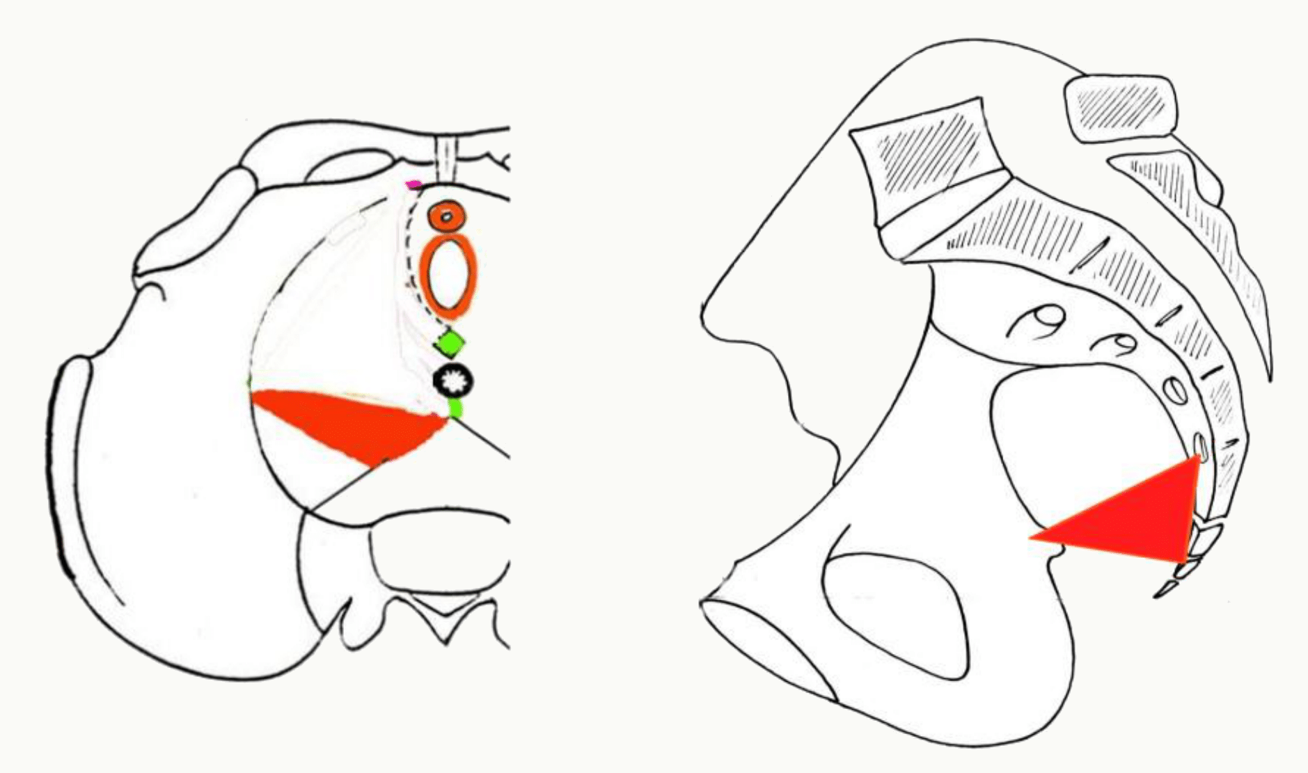 Muscle coccygien tendu de l'épine ischiatique au bord du sacrum et du coccyx