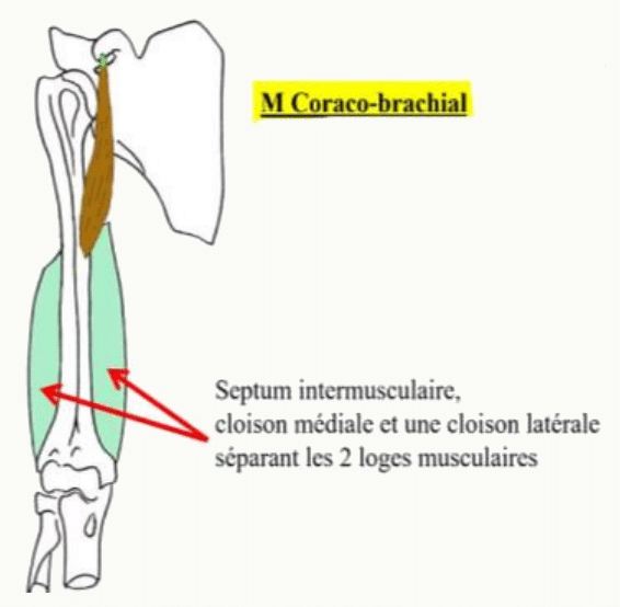 Muscle coraco-brachial et septums intermusculaires séparant les deux loges du bras