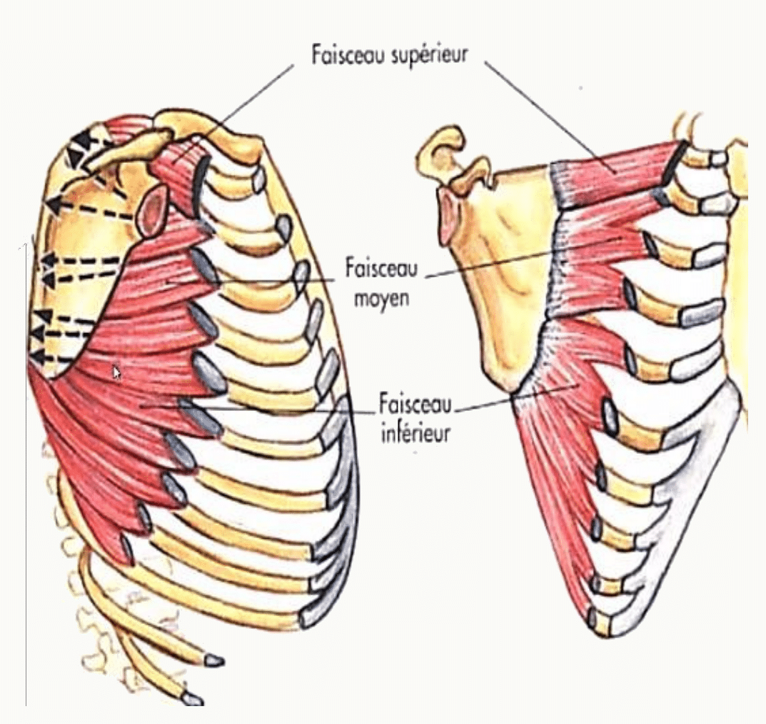 Muscle dentelé antérieur, ses digitations costales et son insertion sur le bord médial de la scapula