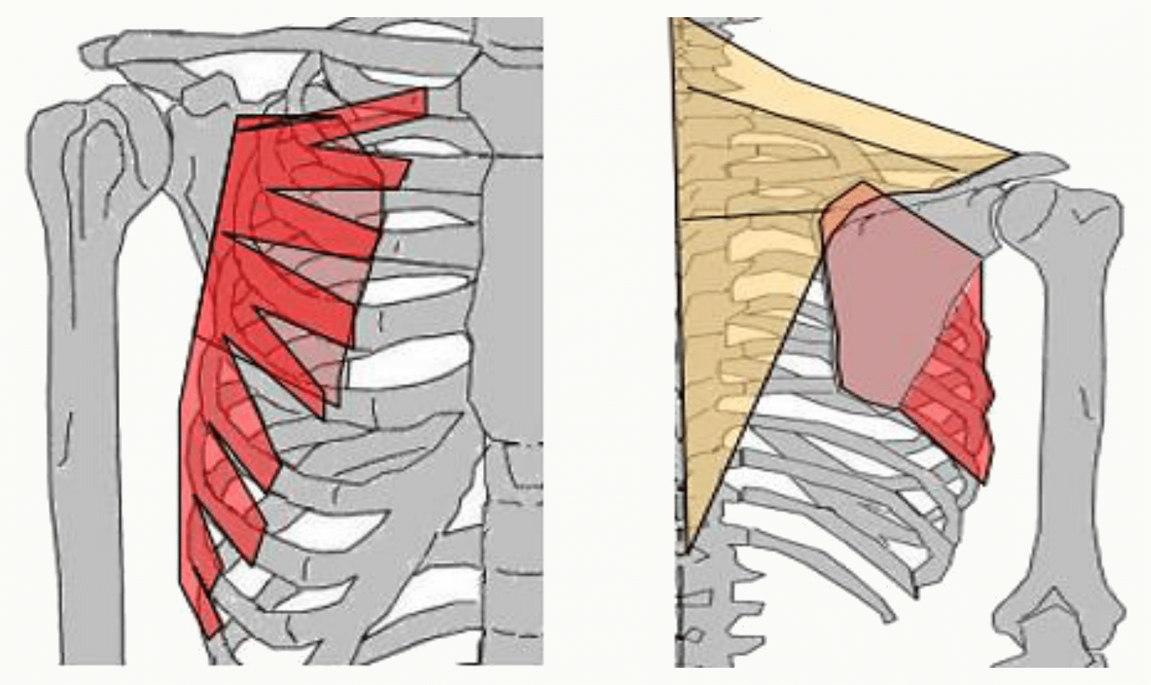Muscle dentelé antérieur s'insérant en dents sur les côtes et sur le bord médial de la scapula