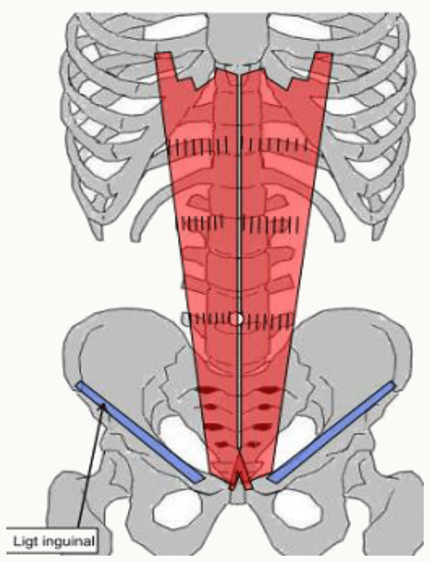 Muscles droits de l'abdomen de part et d'autre de la ligne blanche, avec leurs intersections tendineuses