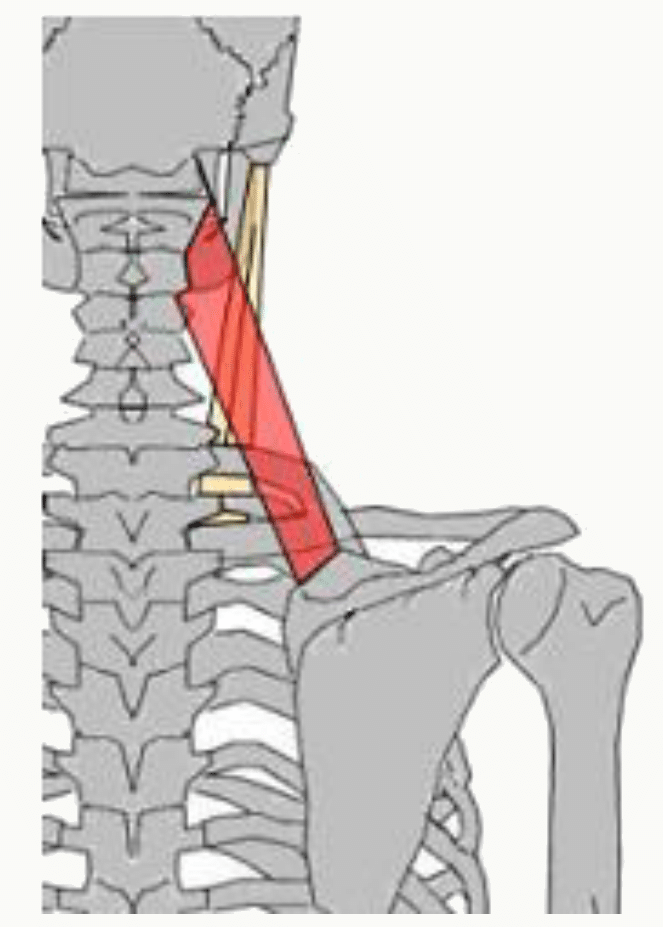 Muscle élévateur de la scapula tendu des vertèbres cervicales à l'angle supérieur de la scapula