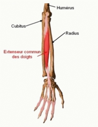 Muscle extenseur commun des doigts et ses quatre tendons dorsaux