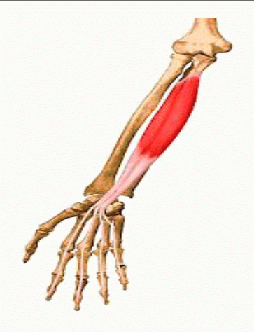 Muscle fléchisseur profond des doigts et ses tendons perforants