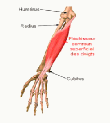 Muscle fléchisseur superficiel des doigts et ses tendons perforés