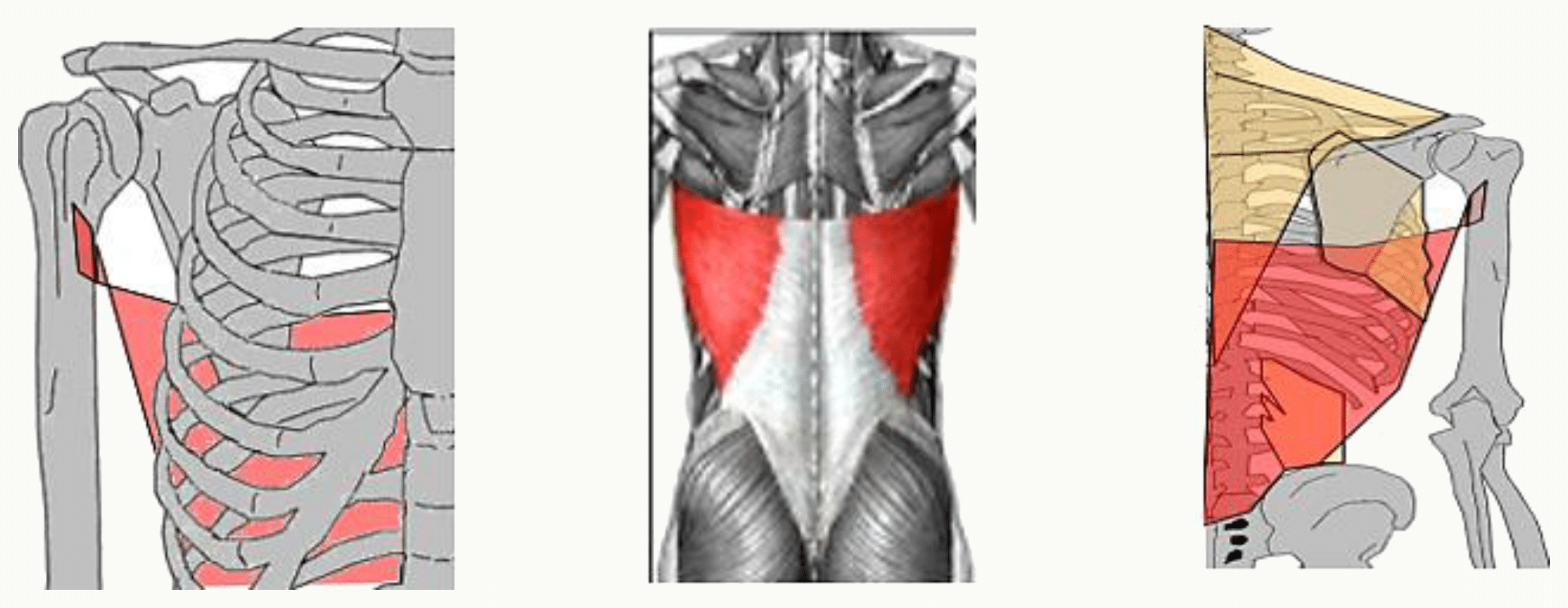 Muscle grand dorsal s'étendant du bassin et des épineuses lombales jusqu'à l'humérus