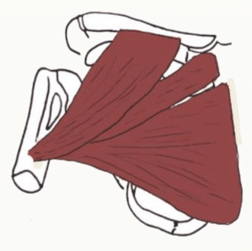 Muscle grand pectoral et ses trois chefs claviculaire, sterno-costal et abdominal