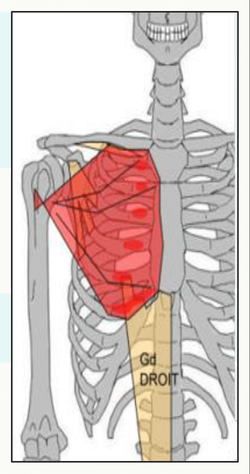 Muscle grand pectoral s'étendant de la clavicule, du sternum et des côtes jusqu'à l'humérus
