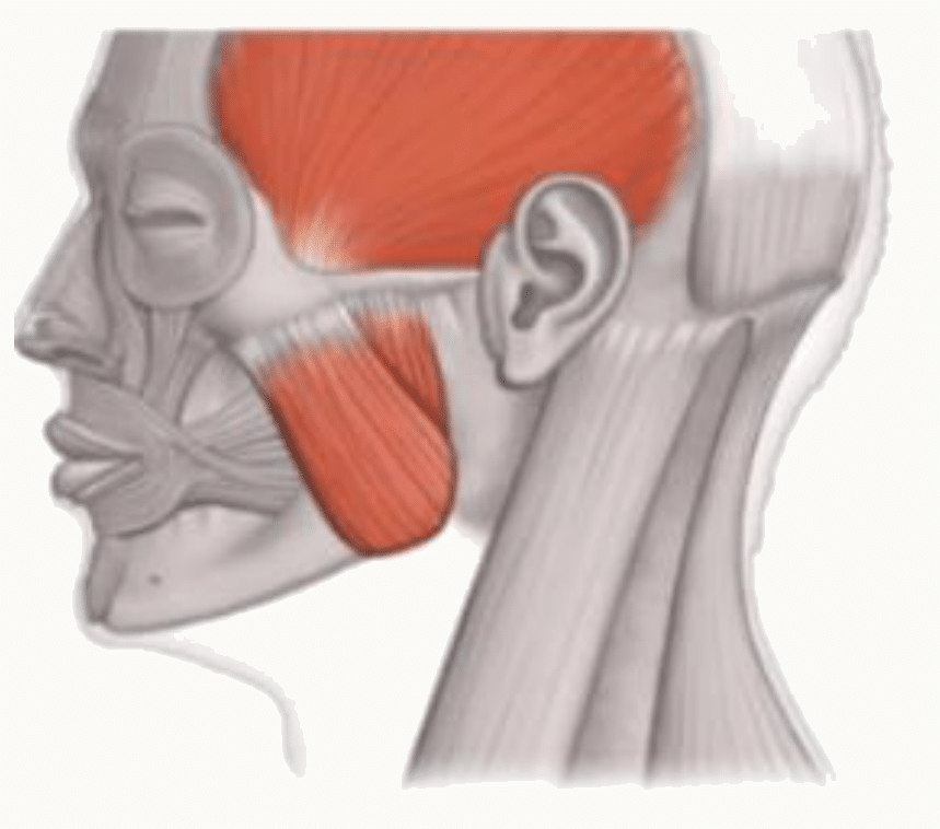 Muscle masséter tendu de l'arcade zygomatique à l'angle de la mandibule