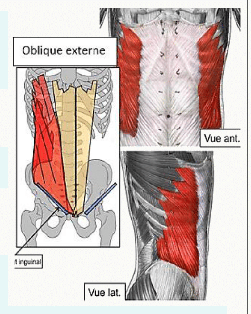 Muscle oblique externe en vues antérieure et latérale, fibres dirigées en bas et en dedans