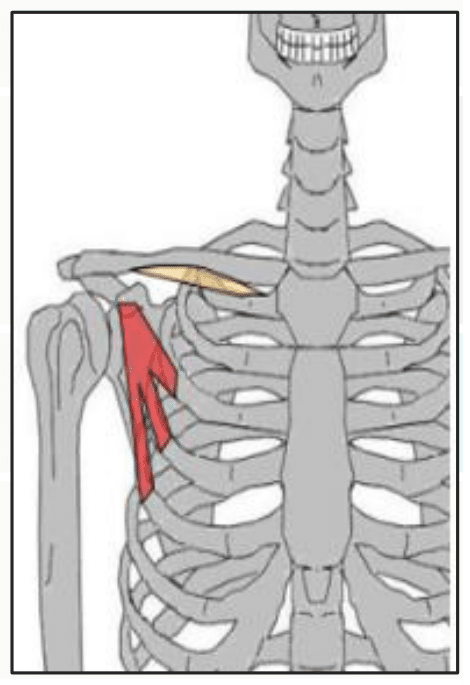 Muscle petit pectoral tendu des côtes au processus coracoïde