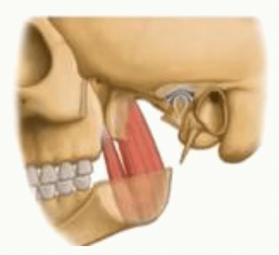 Muscle ptérygoïdien inséré sur la face médiale du ramus mandibulaire